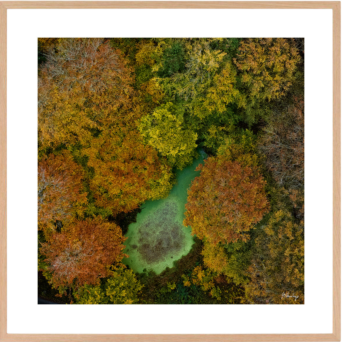 I Marselisborgskoven lyser en lysegrøn skovsø op mellem efterårets røde og gule træer.