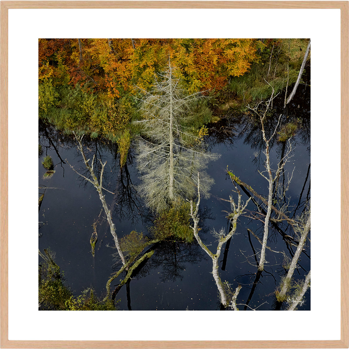 En skovsø med et udgået grantræ. Efterårsfarvede blade på træerne i baggrunden skaber en god kontrast.
