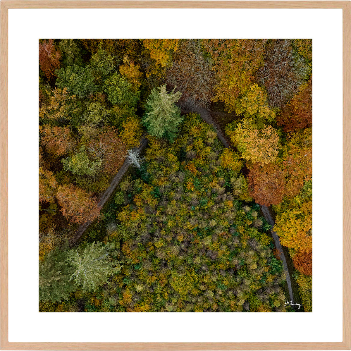 Efterårsfarver i Marselisborgskoven. Grantræer danner en trekant, og omringes af andre træsorter.