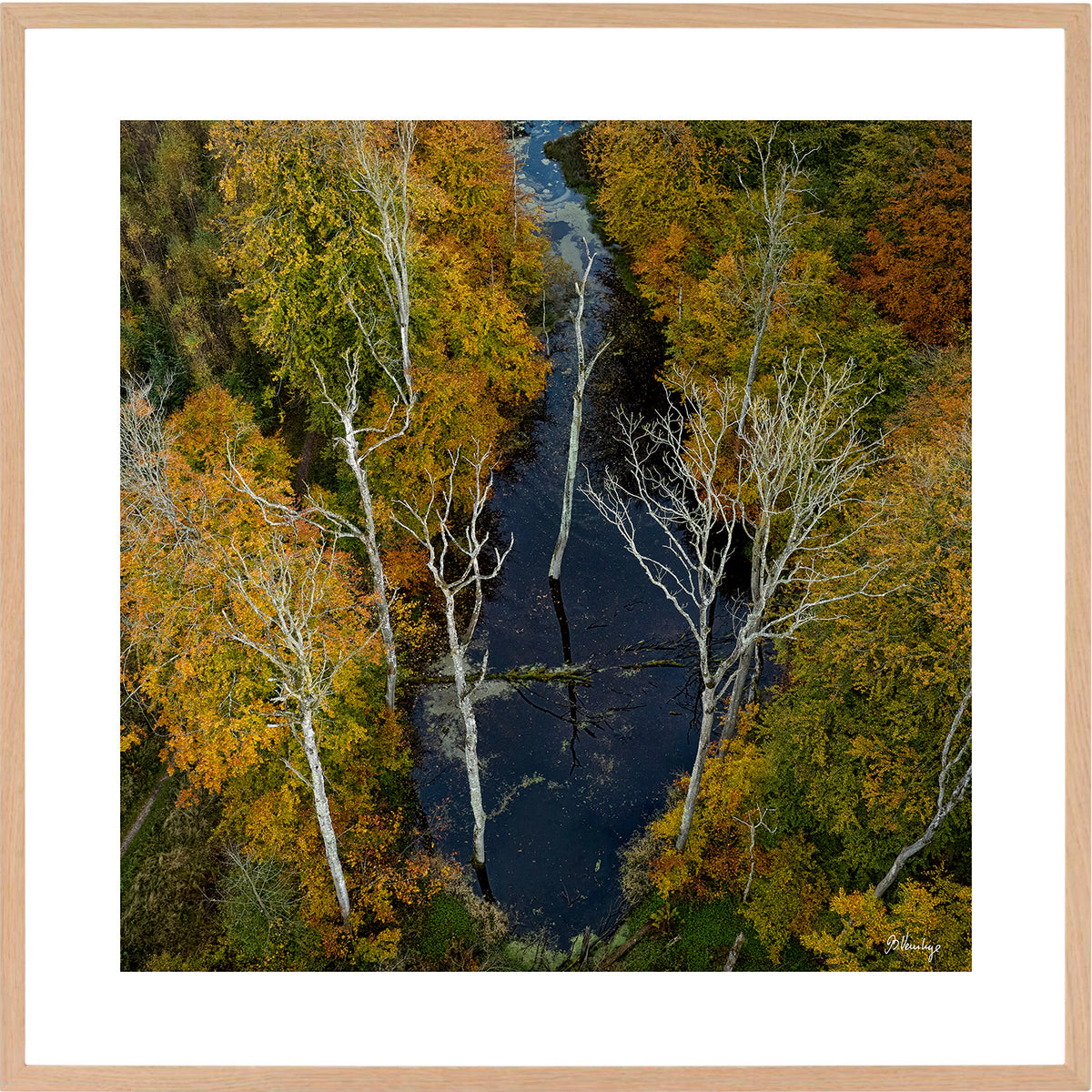 En sø i Marselisborgskoven med 9 udgåede træer som lyser op med deres hvide grene. Omkranset af efterårsfarvede træer.