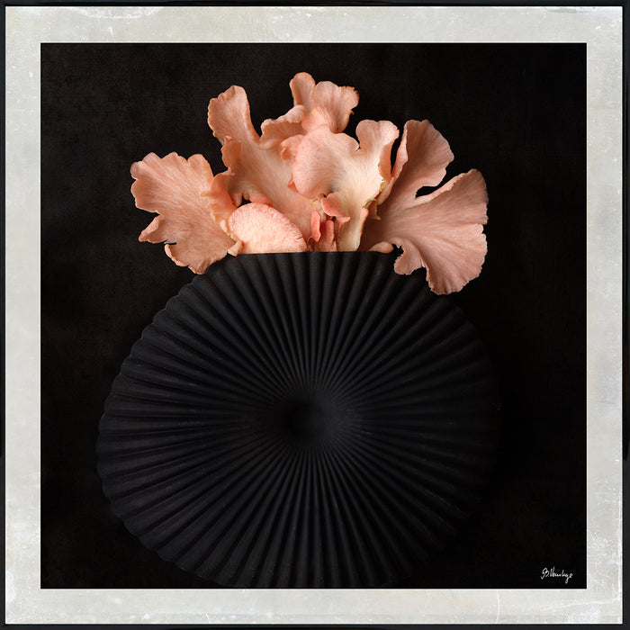 Pink Oyster Mushroom i en sort vase med riller.