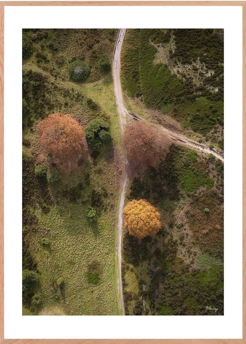 En vej deler billedet op i 2. Efterårsfarvede trækroner står på hver sin side af vejen.