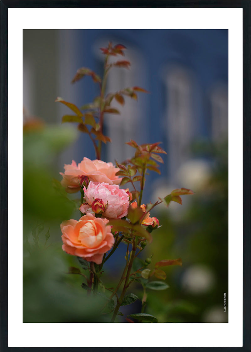 En ferskenfarvet rose står i flot kontrast til det blå hus i Høegh-Guldbergsgade
