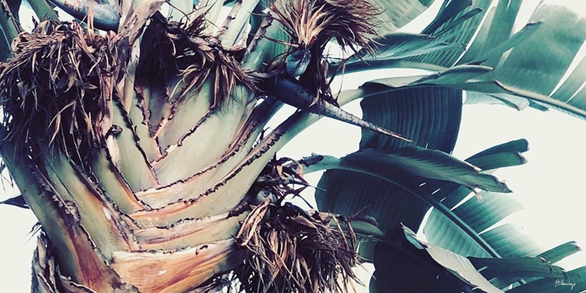 Tørklæde Malaga palme