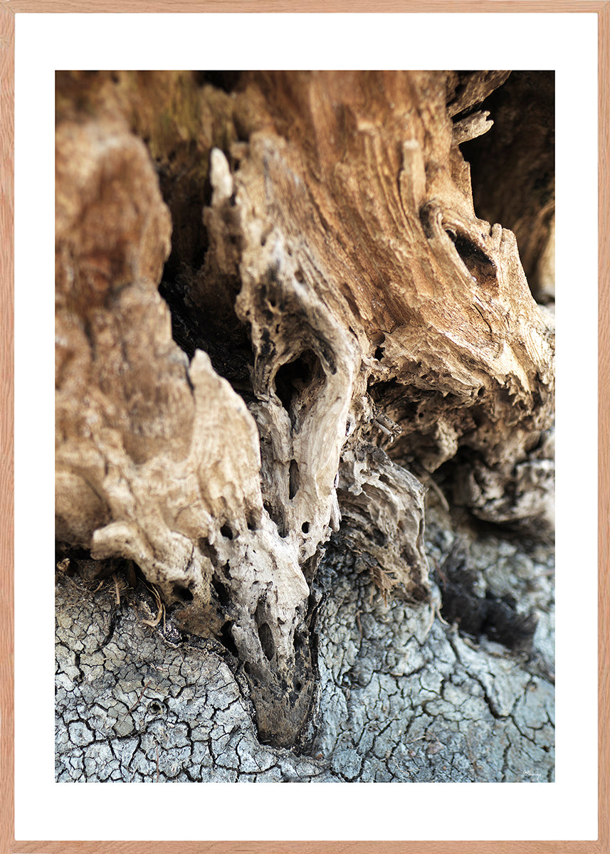 Dry Earth and Wood 01
