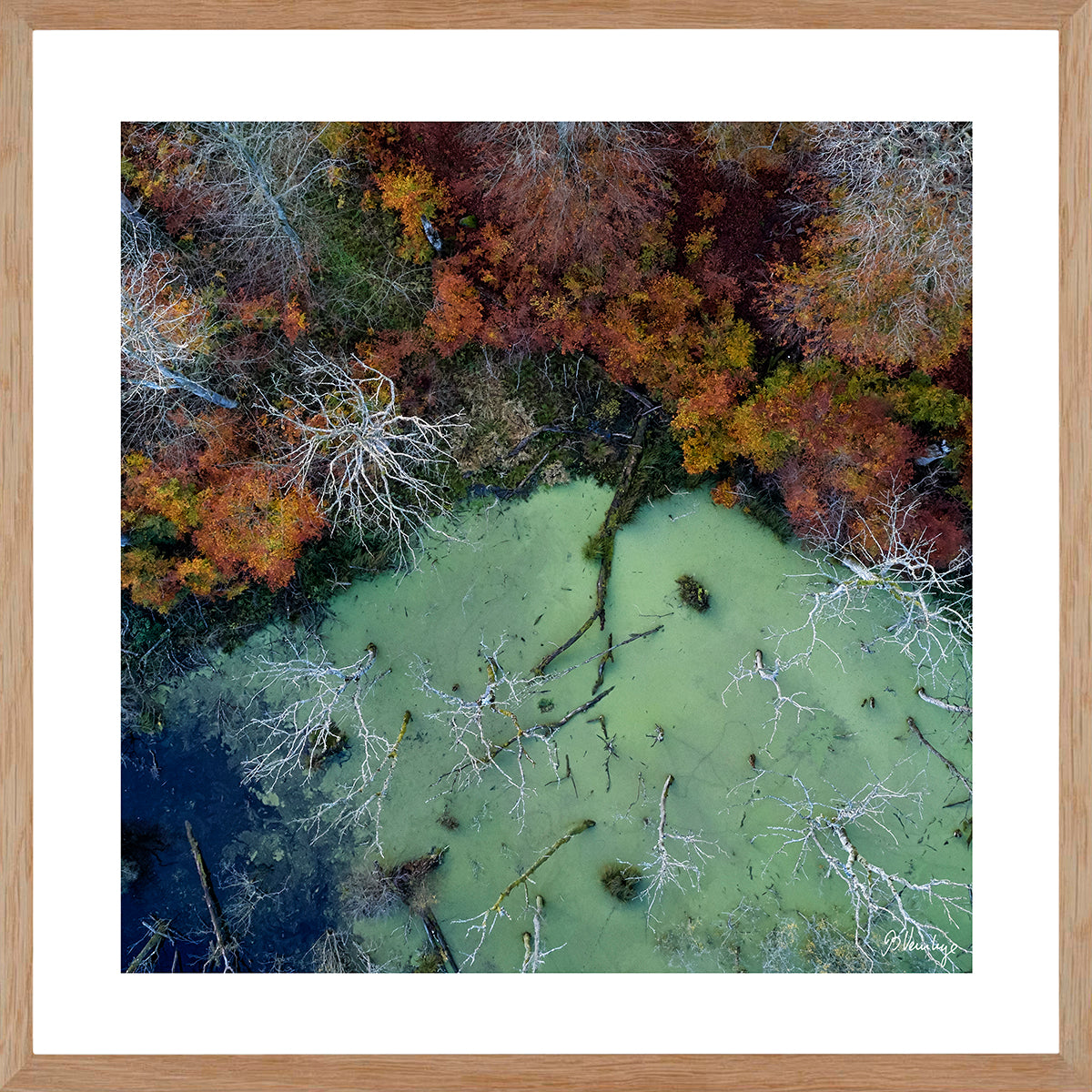 Marselisborgskoven i efterårsfarver. Grøn sø dækket af andemad, med udgåede træer. Brændte farver, grøn og blå.