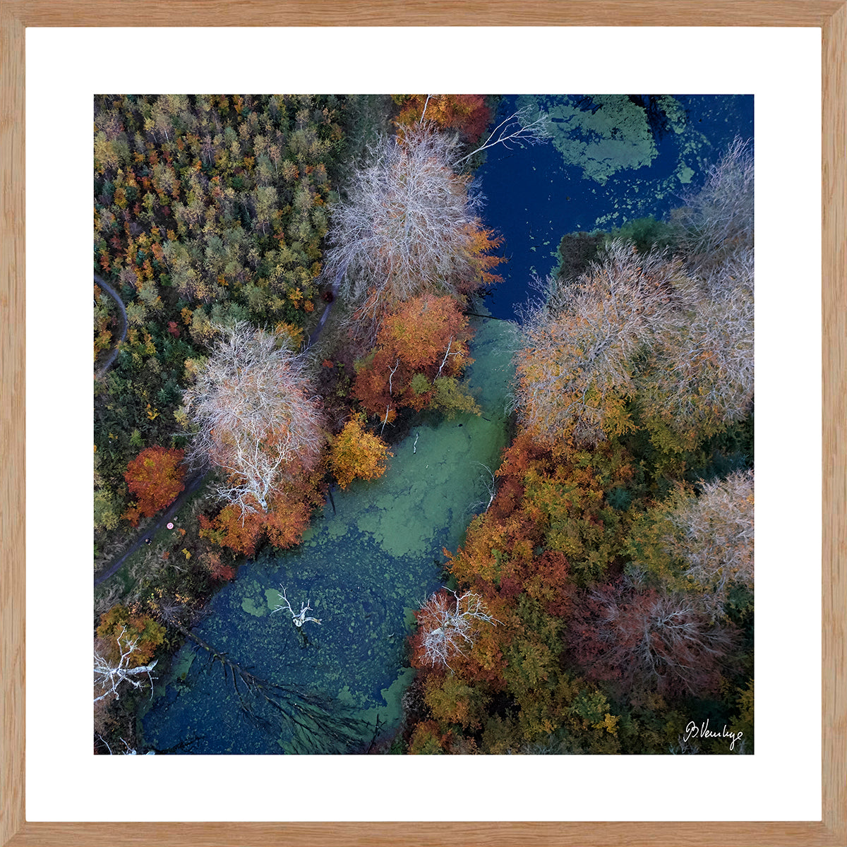 Marselisborgskoven på en efterårsdag med flotte brændte farver. En andemadsbelagt sø skærer sig gennem skoven. Blå grøn og brændte farver.