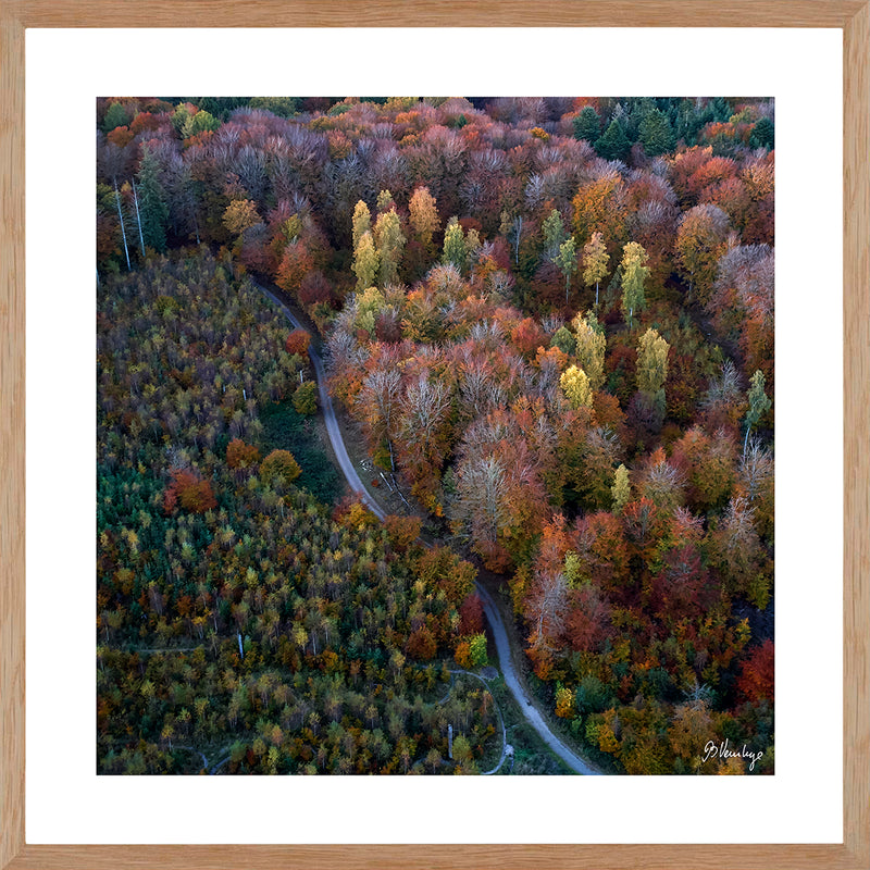 Marselisborgskoven i efterårsfarver. Vej snor sig gennem skoven, tv granskov, th bøgeskov.