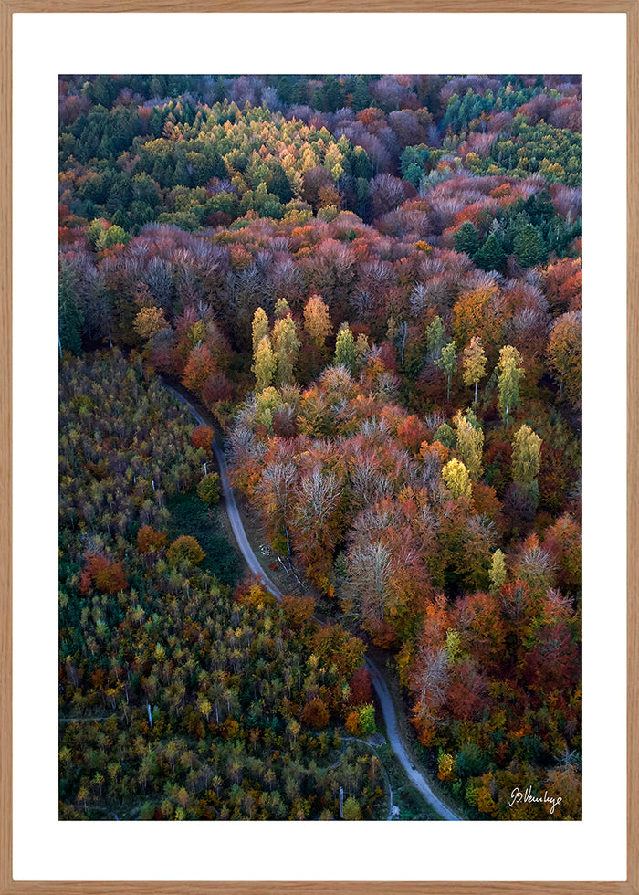 Marselisborgskovn i efterårsfarver. En vej skærer sig gennem skoven, med bøgeskov på den ene side, og granskov på den anden. Gyldne farver.